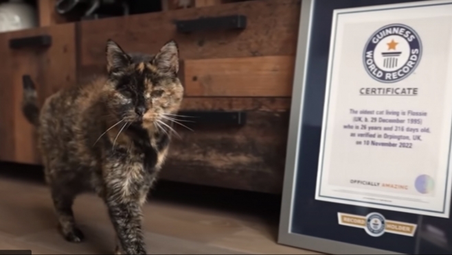 Старейшая домашняя кошка на планете оказалась в Книге рекордов Гиннесса