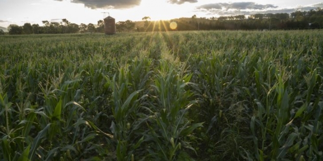 Дети кукурузы