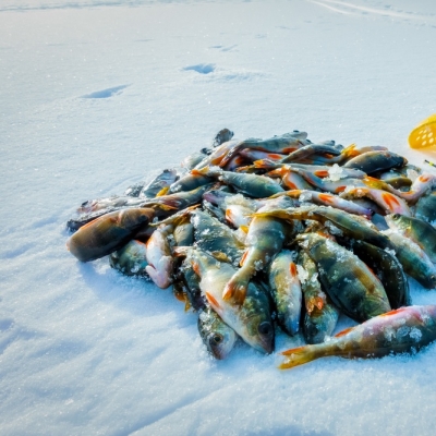 Чемпионат Республики Марий Эл по ловле рыбы на блесну со льда