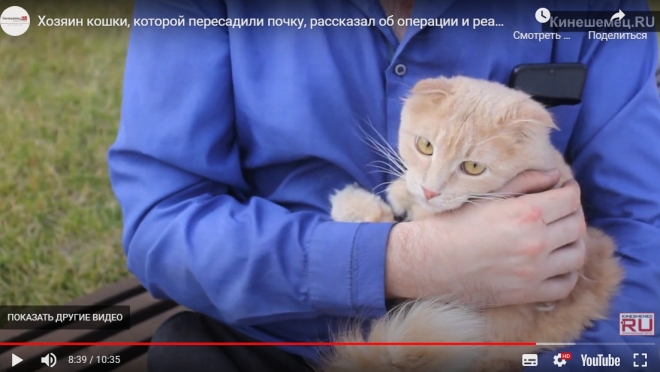 Бизнесмен из Кинешмы потратил 800 тысяч рублей на операцию своей кошке