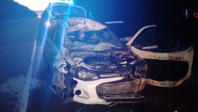 В Марий Эл на трассе «Вятка» машина сбила лося