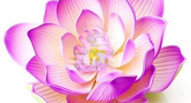 Выставка здорового образа жизни и красоты