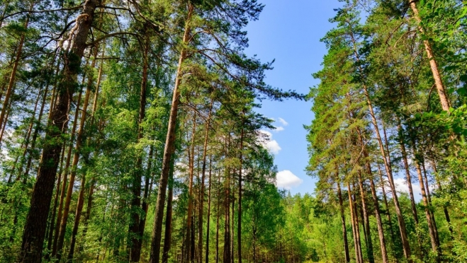 В Марий Эл за полгода восстановили 1379 га леса