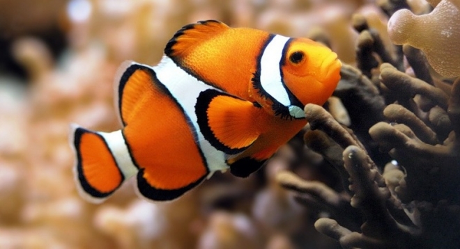 Экзотические рыбы