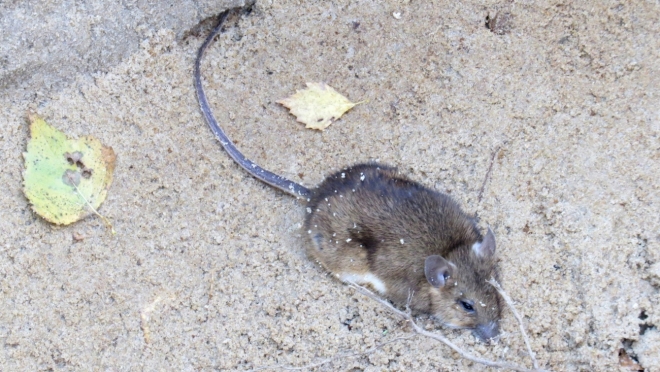 В Марий Эл 12 человек заразились ГЛПС за неделю