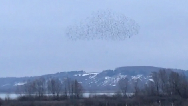 В Горномарийском районе сняли редкое явление - мурмурацию скворцов