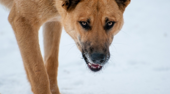 В нескольких регионах ПФО неблагополучная ситуация по бешенству