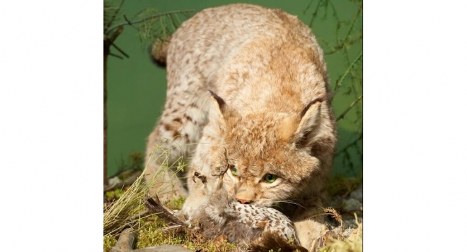 Тот самый музей