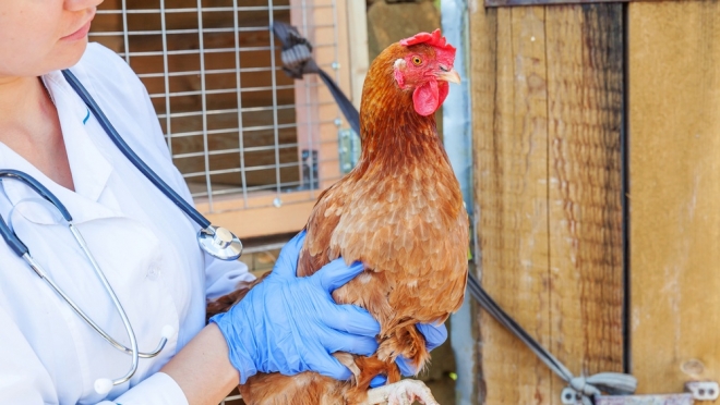 По требованию прокуратуры на птицефабрике «Приволжская» будет проводиться внеплановая проверка