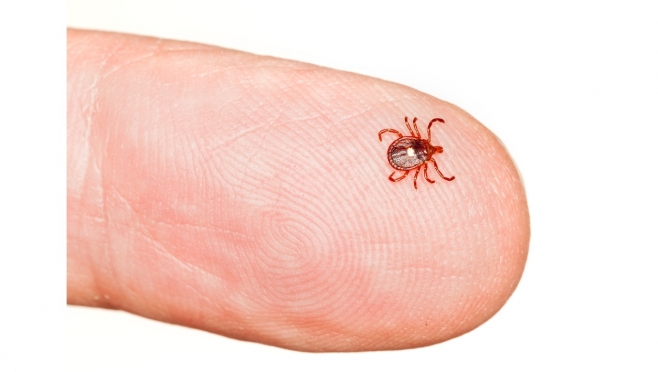 В Нижегородской области можно встретить клещей