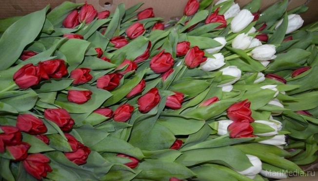В преддверии 8 Марта цены на цветы могут вырасти на 25-30%