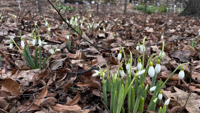 Сказка Маршака «12 месяцев» сбылась: в Ботсаду в январе зацвели подснежники