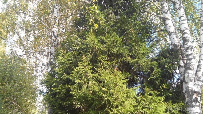 Йошкар-олинская школьница победила в конкурсе «Лесомания»