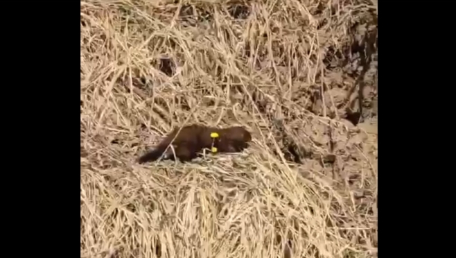 В Марий Эл обитает редкое животное, занесённое в Красную книгу РФ