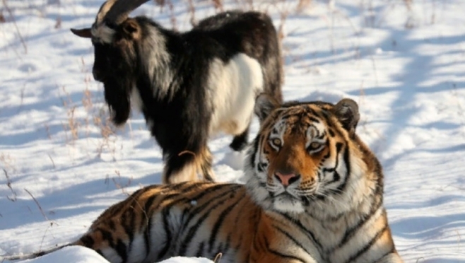 Друг тигра Амура Тимур скончался