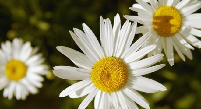 День семьи любви и верности 2015