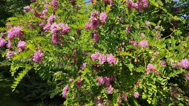 В Ботаническом саду зацвела акация необычного цвета