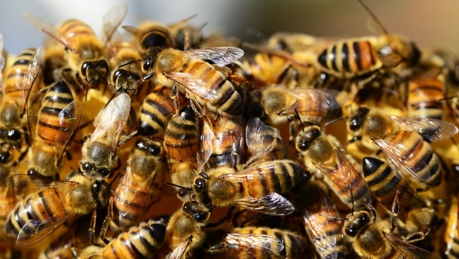 Комитет ветеринарии Марий Эл ищет причину массовой гибели пчёл