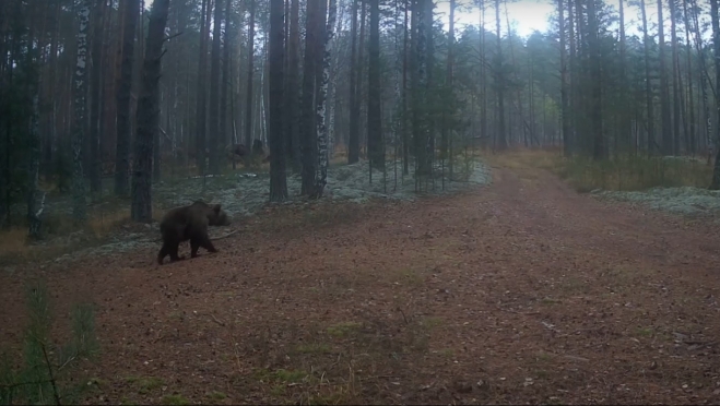 Мишки в Марий Эл заняты «жировым марафоном» и ложными залеганиями в берлогу