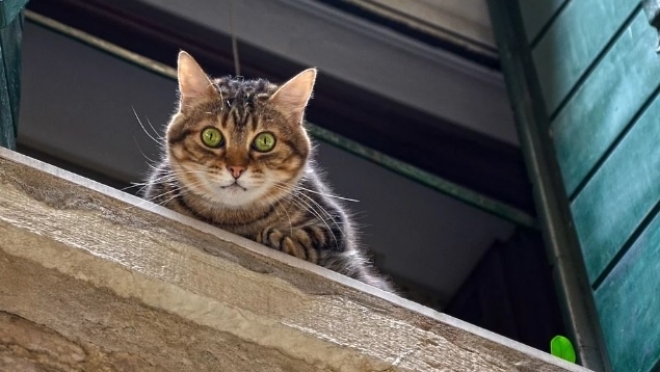 Семилетняя девочка выпала с 9-го этажа с котом