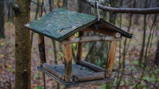 Когда кормушки для птиц вешать нельзя