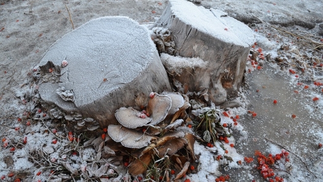 Синоптики пророчат нескорый приход зимы