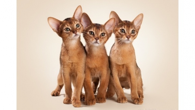 Питомник абиссинских кошек Fire Volcano предлагает абиссинских котят