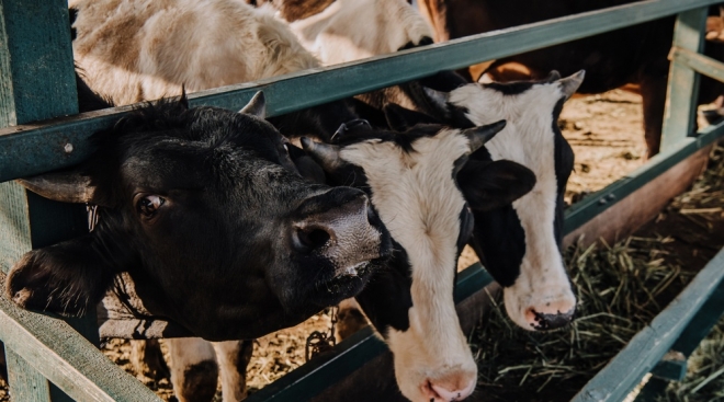 В Моркинском районе закололи коров больных лейкозом