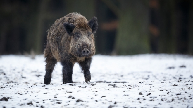 В Советском районе браконьеры подстрелили двух кабанов