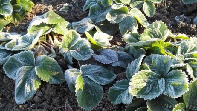 В ночь на 14 июня в Марий Эл обещают на почве заморозки