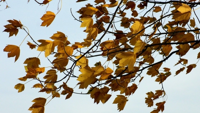 В субботу в Марий Эл ожидается сильный ветер