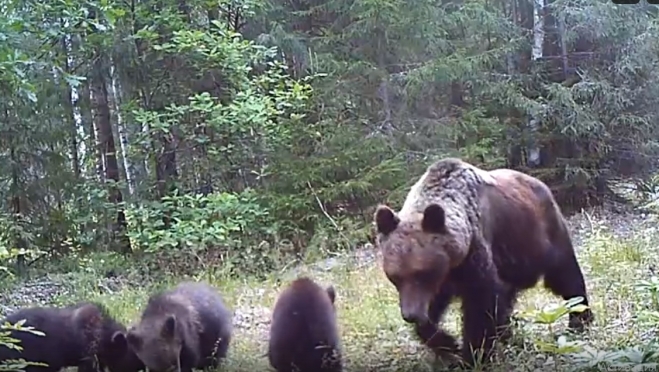 Экологи марийского заповедника рассказали о жизни многодетного семейства медведей