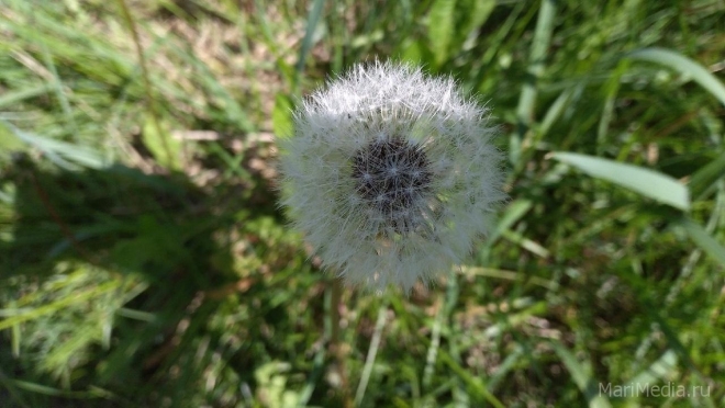 В Марий Эл конец мая будет умеренно прохладным