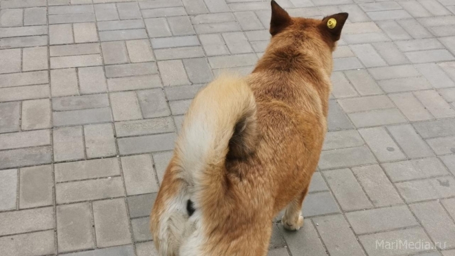 В Марий Эл появились собаки с желтой серёжкой в ушах