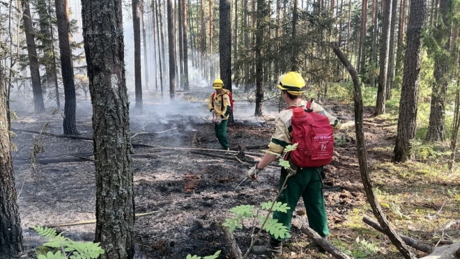 Лес в Марий Эл горел в этом году 26 раз
