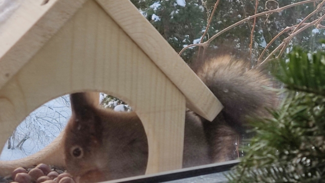 В Ботаническом саду мороз пригнал к кормушкам белочку