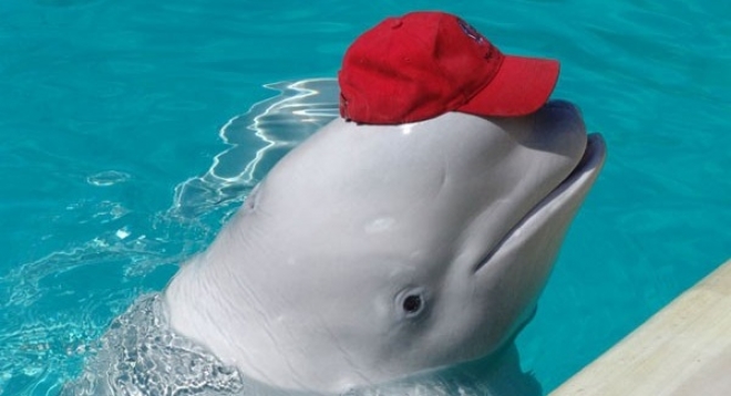 Московский дельфинарий в Йошкар-Оле