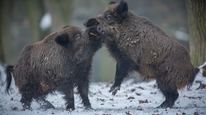 Браконьеры Марий Эл через суды возместили ущерб в сумме более 180 тысяч рублей