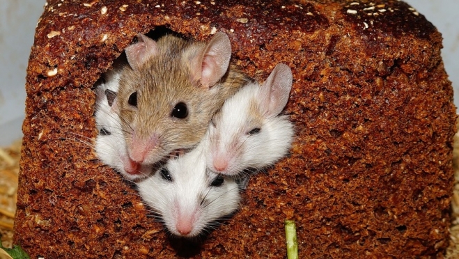 В Марий Эл в мае 10 человек заболели «мышиной лихорадкой»