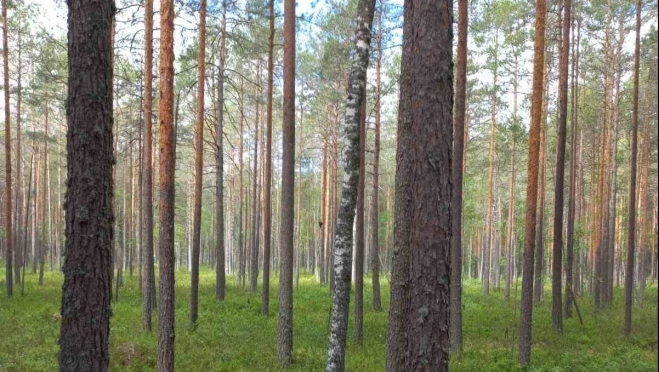 В лесу заповедника «Большая Кокшага» засняли медведицу с тремя малышами
