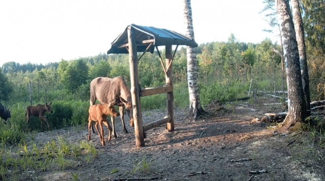 В Марий Эл последние годы у молодых лосих рождается по два детёныша