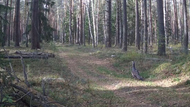 В лесах Марий Эл обитает пернатый индикатор здоровья лесной экосистемы