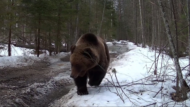 В заповеднике «Большая Кокшага» медведь попался в ловушку