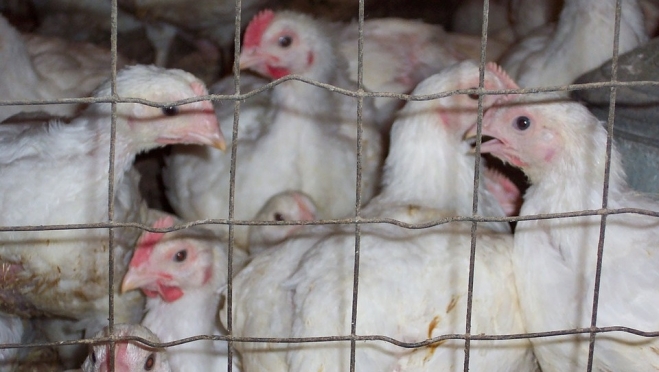 За куриный помёт птицефабрика заплатит 15 миллионов