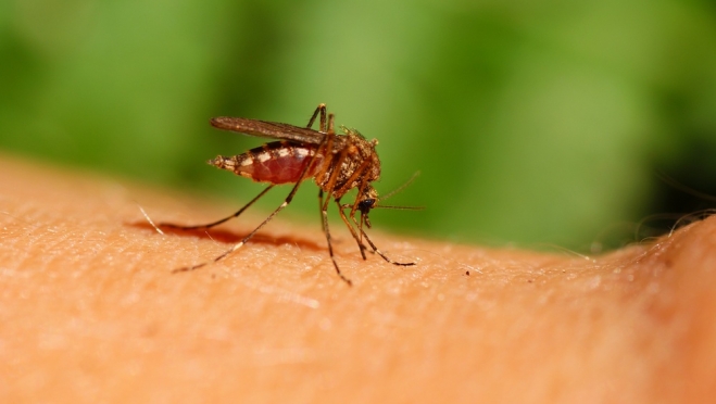 По какому принципу комар выбирает себе жертву