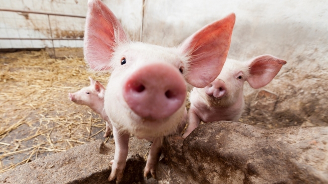 В Марий Эл в 117 хозяйствах выявлены нарушения при содержании свиней и птицы