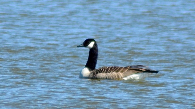 В Марий Эл обнаружили новый вид птицы в орнитофауне региона