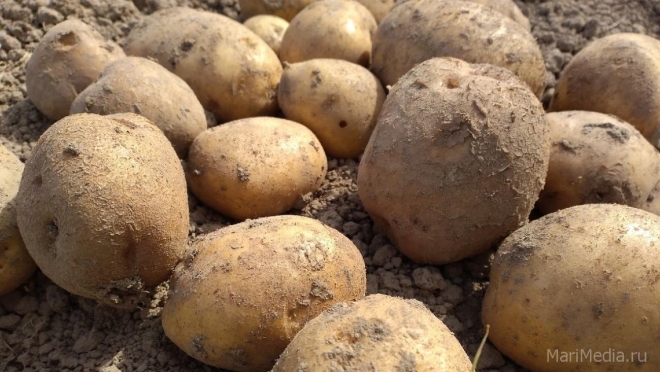 Как ухаживать за картофелем в дождливое лето, чтобы остаться с урожаем