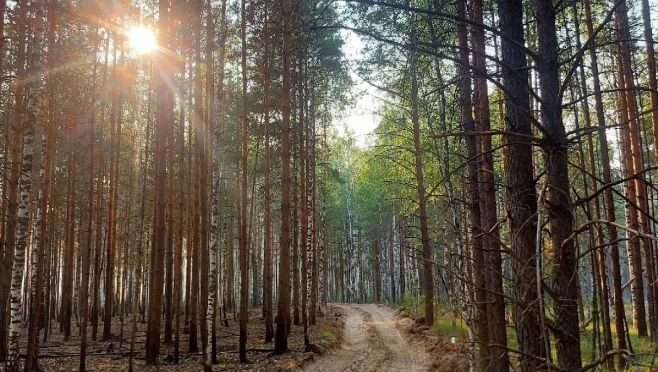 В лесах Марий Эл объявлена высокая пожароопасность