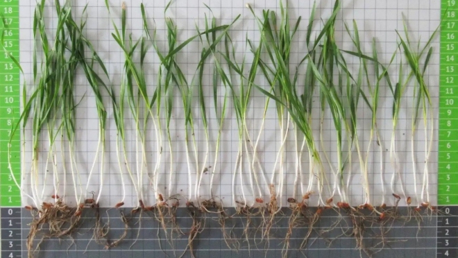 В Параньгинском районе не вся озимая пшеница перенесла аномалии этой зимы